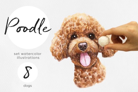 Download Watercolor 8 Poodle Dog Illustrations - Poodle Collection